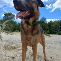 MEET, chien à adopter