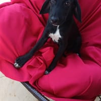 MOLLY, chienne à adopter