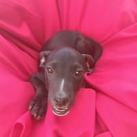 NYX, chien à adopter