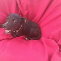 NYX, chien à adopter