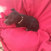 NYX, chien à adopter
