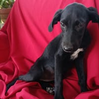SADIE, chienne à adopter