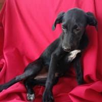 SADIE, chienne à adopter