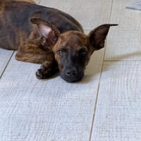 SYRIUS, chien à adopter