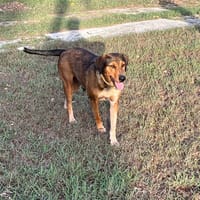 Mama, Femelle, X Berger, née le 25/08/2024 🐶, chienne à adopter