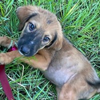 Zelda, Femelle, X Berger, née le 15/07/2026 🐶, chienne à adopter