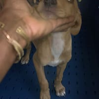 Asco, Mâle, X Berger, né le 01/06/2026 🐶, chien à adopter