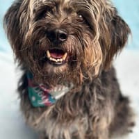 Michael (Mitcsipkedsz)-Sensibler Rüde sucht erfahrenes Zuhau, Hund zur Adoption