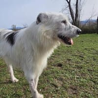Milo, Hund zur Adoption
