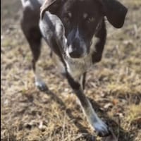 Elina, Hündin zur Adoption