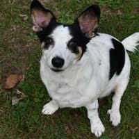 Kleine MAVI Raum Duisburg sucht, Hündin zur Adoption