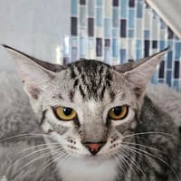 Lilly, Katze zur Adoption