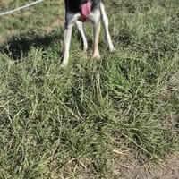 Cleo, Hündin zur Adoption