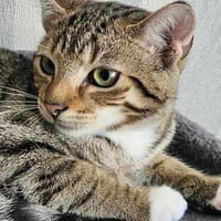 Lara, Katze zur Adoption
