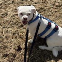 Susy kleine Mixhündin 6-8 Jahre in 72762 Reutlingen, Hündin zur Adoption
