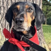 Neria, geb. ca. 11/2020, 95168 Marktleuthen, Hündin zur Adoption