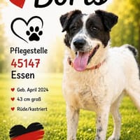 Boris - freundlich & charmant, Hund zur Adoption