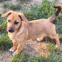 Mia, Hündin zur Adoption
