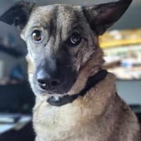 Honey sucht Hundekenner mit Herz, Hündin zur Adoption