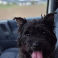 Cosmo, Hund zur Adoption