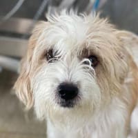 Eko, geb. ca. 11/2021, 54647 Dudeldorf, Hund zur Adoption