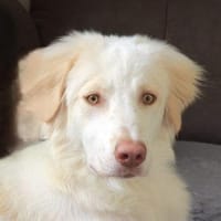 Balda, geb. ca. 02/2025, 26826 Weener, Hündin zur Adoption