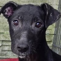NINA-ganz liebe, lebensfrohe Jung-Hündin, 55 cm, Hündin zur Adoption