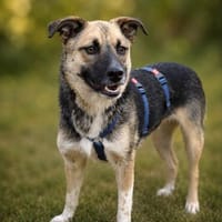 Queenie  intelligent, aufmerksam und voller Tatendrang, Hündin zur Adoption