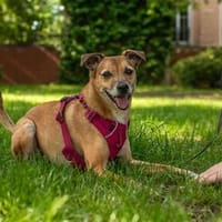 Jung gebliebener Bailey wartet in 14656 Berlin., Hund zur Adoption