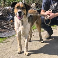 GOLFO möchte dein Leben bereichern, Hund zur Adoption