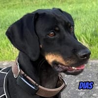 Dias, 03/25 - sportlicher Rüde wartet in 40789 Monheim, Hund zur Adoption