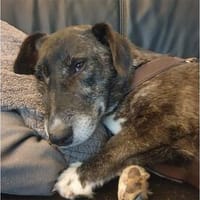 Suki2 - wartet in 59379 Selm, Hündin zur Adoption