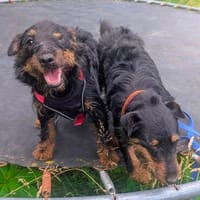 Jagdterrier Wirbelwind FRIEDA, Hündin zur Adoption