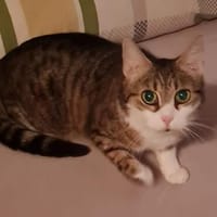 SISSY: verschmustes Samtpfötchen, sanftmütig und liebenswert, Katze zur Adoption