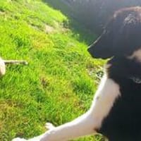 ❤Maja...wünscht sich eine Familie mit Kinder!, Hündin zur Adoption
