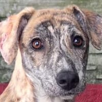 NICKY-wunderschöne,zarte Hündin,44 cm, Hündin zur Adoption