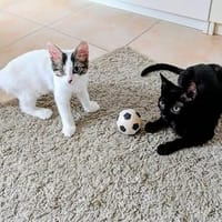 Bluey & Nouar suchen ihr gemeinsames Zuhause, Katze zur Adoption