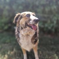 Hope, jetzt Mable, Hündin zur Adoption