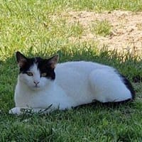 Elana - ein kleines Herz, das Vertrauen lernen möchte, Katze zur Adoption