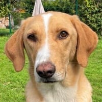 Sheldon, geb. ca. 11/2023, 47652 Weeze, Hund zur Adoption