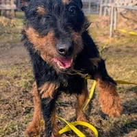 Aktive Jagdterrier Hündin FREYA, Hündin zur Adoption