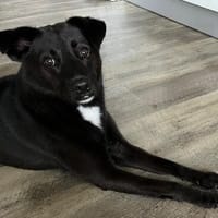 unsicherer PAULI sucht geduldiges Zuhause, Hund zur Adoption