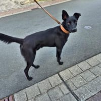 ROCKY - aufgeschlossen, quirlig und immer interessiert, Hund zur Adoption