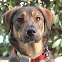 MOSTIE sucht ruhiges, liebevolles Zuhause, Hund zur Adoption