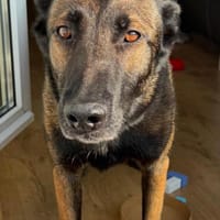 Laika  wartet in 50259 Pulheim auf deinen Besuch, Hündin zur Adoption