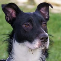 RÜBE, frecher Lausbub mit ganz viel Charme, Hund zur Adoption