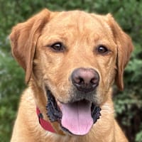 MR. SAM: toller Hund, der absolut klare Führung braucht, Hund zur Adoption