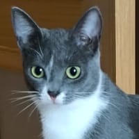 Blaurussisch Mix Krosha sucht Plätz, Katze zur Adoption
