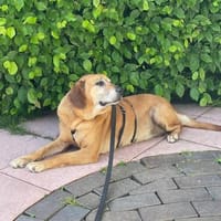 Lupe - Schlappohr sucht neues Zuhause, Hündin zur Adoption