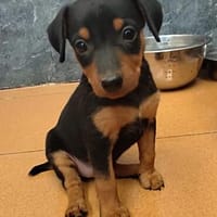 Leona hat als einziger Welpe überlebt....., Hündin zur Adoption